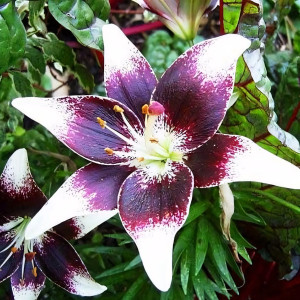  Лилия азиатская Natty's Pride (Нэттиз Прайд)