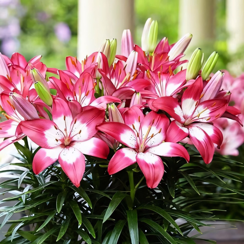 Луковицы  Лилия биколор азиатская Rozalynn (Розалинн) (3шт.)