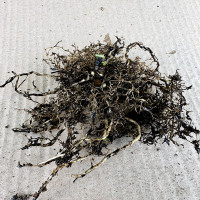 Саженцы Флокс метельчатый Jade (Джэйд)