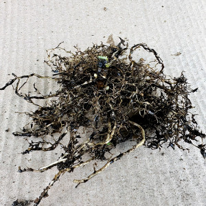 Саженцы Флокс Незабудка