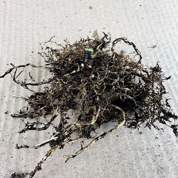 Саженцы Флокс Незабудка