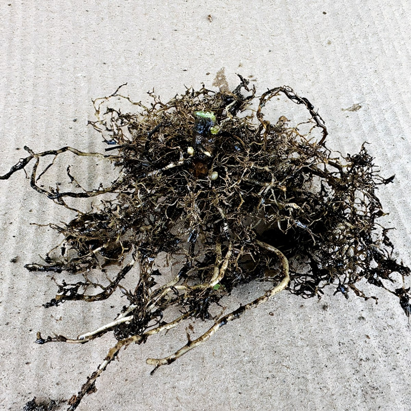 Саженцы Флокс метельчатый Jade (Джэйд)