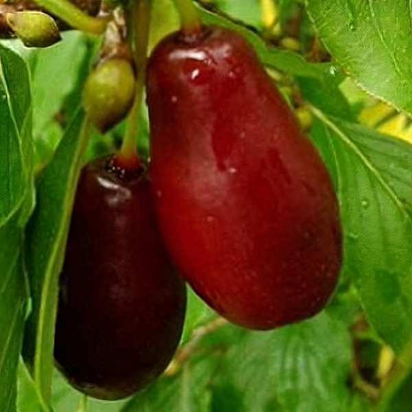 Саженцы Кизил Лукьяновский