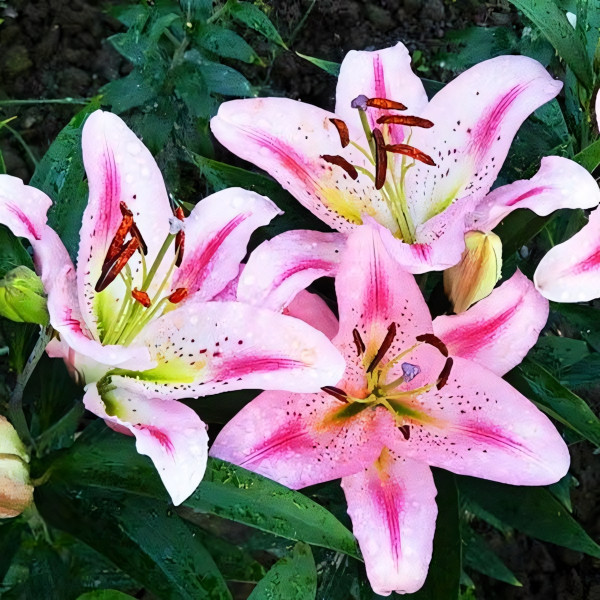 Луковицы  Лилия восточная Big Edition (Биг Эдишн) (3шт.)