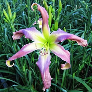 Саженцы Лилейник Twirling Tower (Твирлинг Тауэр)