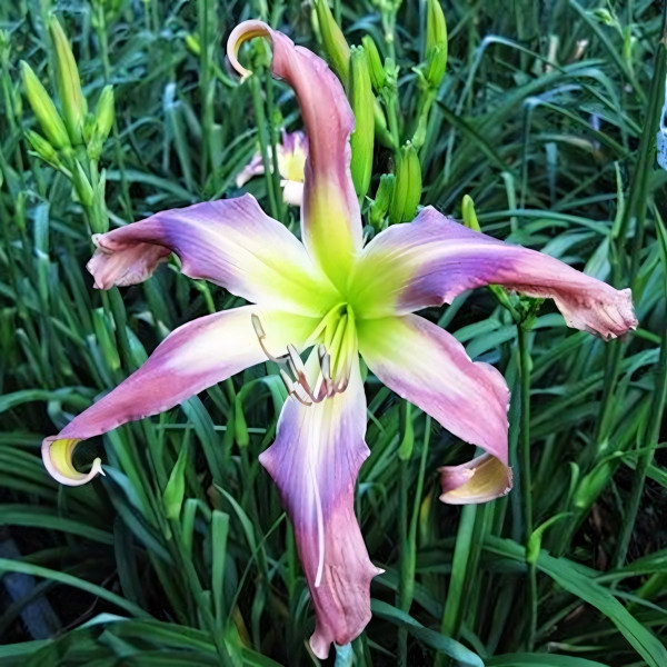 Саженцы Лилейник Twirling Tower (Твирлинг Тауэр)