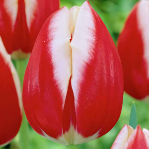 Тюльпан Триумф Пол Позишн (в упаковке - 3шт.)