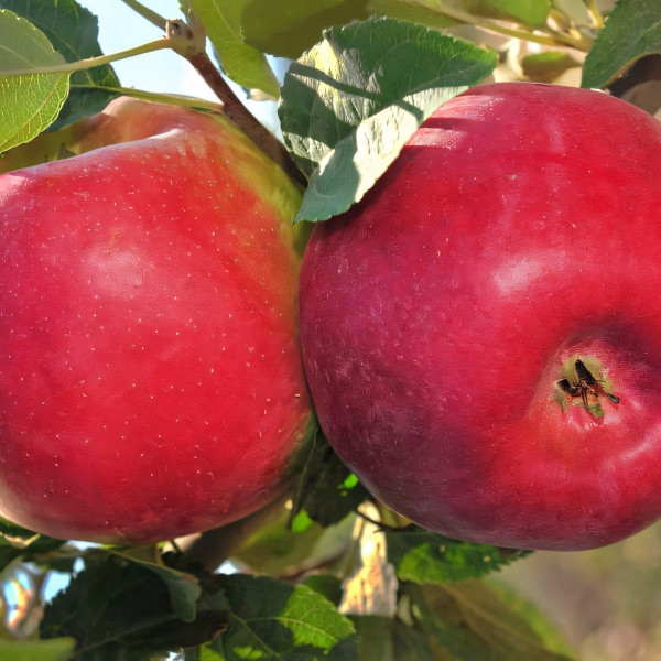 Саженцы Яблоня Дейтон