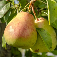 Саженцы Груша Осенняя Яковлева