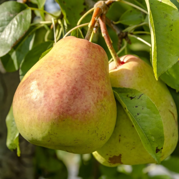 Саженцы Груша Осенняя Яковлева