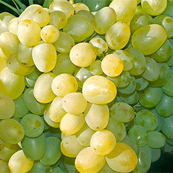 Саженцы Виноград Супер экстра