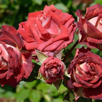 Саженцы Роза спрей Тирамису