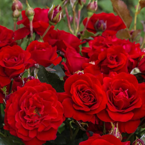 Саженцы Роза спрей Нина Вейбул