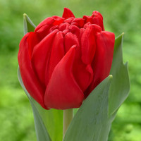 Луковицы Тюльпан махровый Принц оф Марвел (в упаковке - 3шт.)