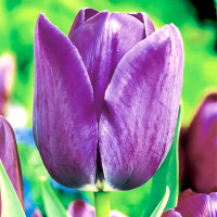 Луковицы Тюльпан Триумф Блю Эмейбл (в упаковке - 3шт.)