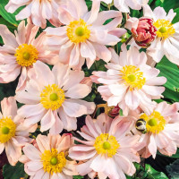 Саженец Анемона японская Королева Шарлотта