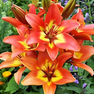  Лилия азиатская Foreve Linda (Форева Линда)