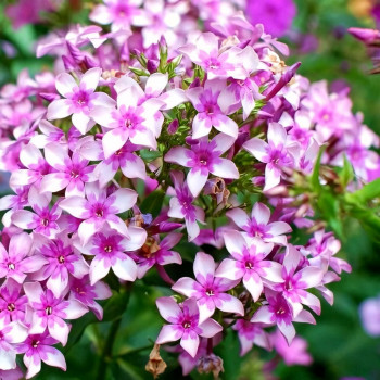 Саженцы Флокс метельчатый Звездочет