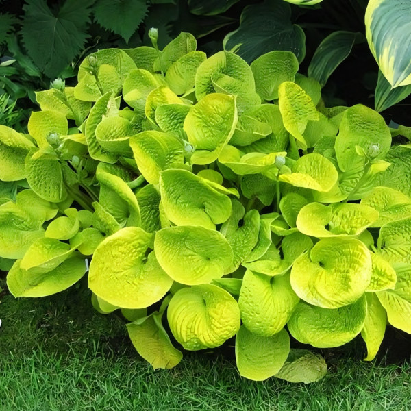 Саженцы Хоста Maui Buttercups (Мауи Баттеркапс) S