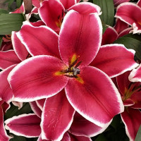 Луковицы Саженцы Лилия ОТ гибрид Anzio (Анзио) (3шт.)