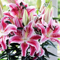 Луковицы  Лилия восточная Rapid Romance (Рапид Романс) (3шт.)