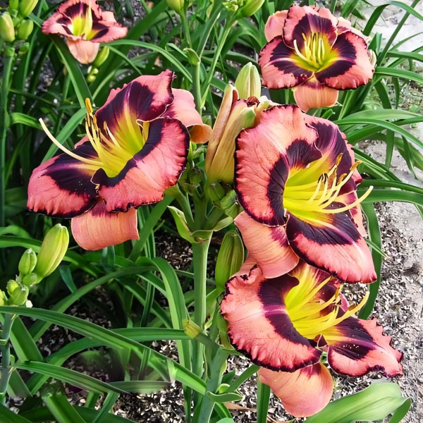 Саженцы Лилейник Big City Eye (Биг Сити Ай)