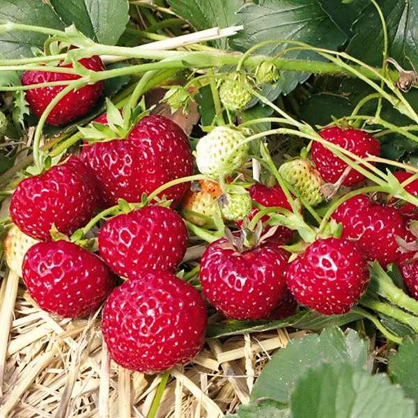 Саженцы Земляника Фрау Майз Шиндлер  (упаковка 5 шт.)