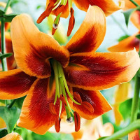 Луковицы Саженцы Лилия ОТ гибрид Debby (Дебби) (3шт.)