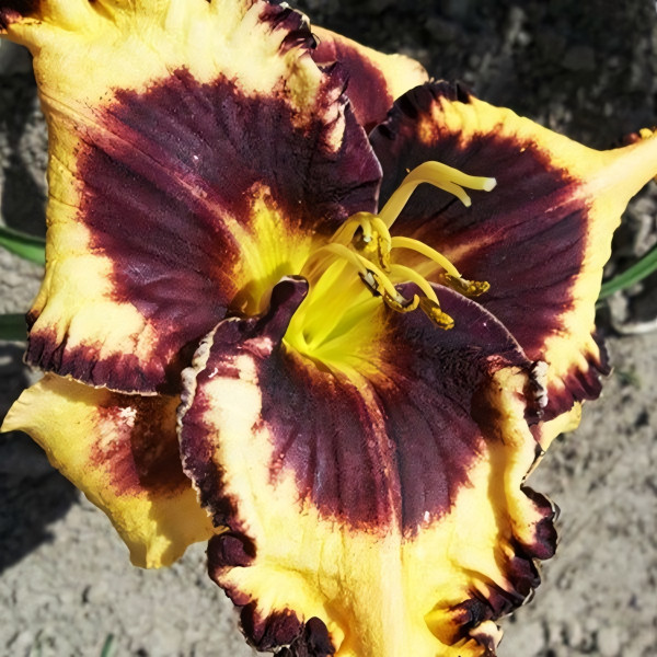 Саженцы Лилейник Moussaka (Мусака)