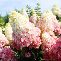 Саженец Гортензия метельчатая Fraise Melba (Фрайз Мельба)