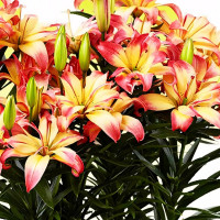 Луковицы  Лилия азиатская Delicate Joy (Деликейт Джой) (3шт.)