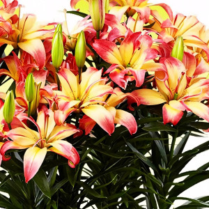  Лилия азиатская Delicate Joy (Деликейт Джой)