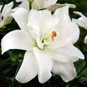  Лилия азиатская Annemarie's Dream (Аннамари Дрим)