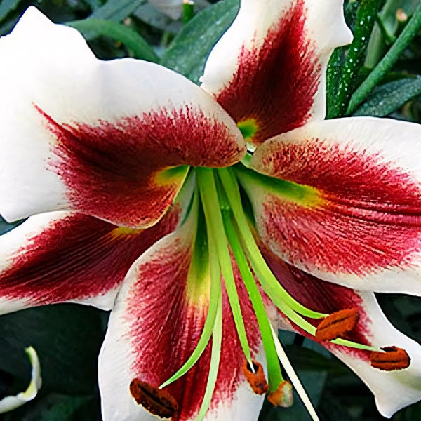 Луковицы Саженцы Лилия ОТ гибрид Lesley Woodriff (Лесли Вудриф) (3шт.)