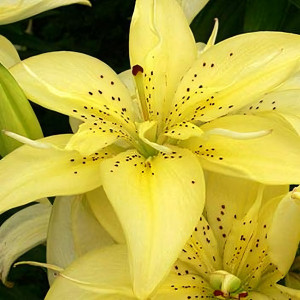  Лилия азиатская Mountain Joy (Маунтейн Джой)