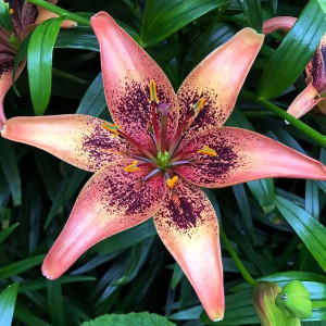  Лилия азиатская Whistler (Уистлер)