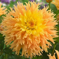 Саженцы Георгина бахромчатая Mingus Joshua (Мингус Джошуа)