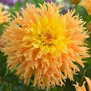 Саженцы Георгина бахромчатая Mingus Joshua (Мингус Джошуа)