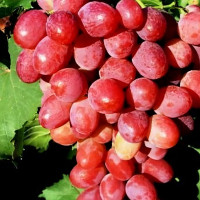Саженцы Виноград кишмиш красный