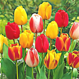 Тюльпаны Дарвина, микс (в упаковке - 3шт.)