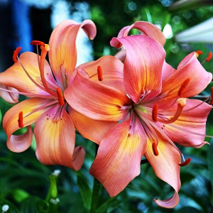  Лилия Salmon Flavour (Салмон Флейвоур)