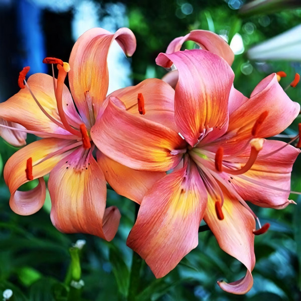 Луковицы  Лилия Salmon Flavour (Салмон Флейвоур) (3шт.)