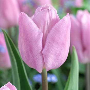Тюльпан Кэнди Принц (в упаковке - 3шт.)
