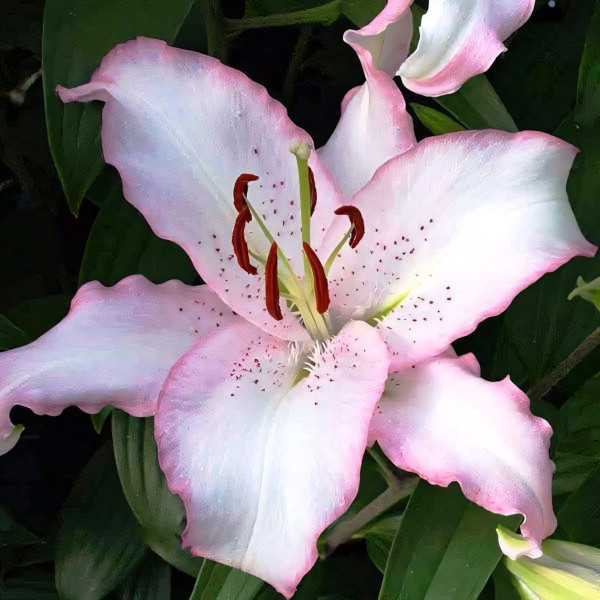 Луковицы  Лилия восточная Brasilia (Бразилия) (3шт.)