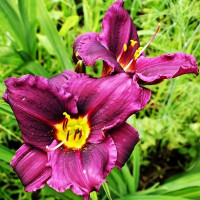 Саженцы Лилейник Super Purple (Супер Пепл)