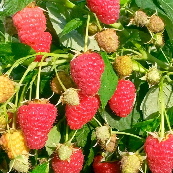 Саженцы Малина красная Туламин