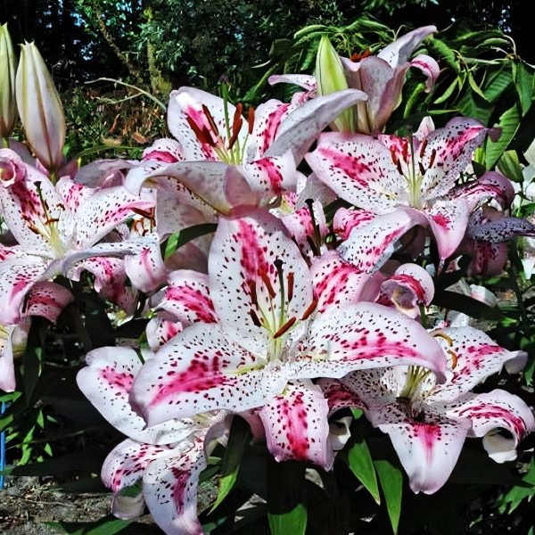 Луковицы  Лилия восточная Solution (Солюшн) (3шт.)