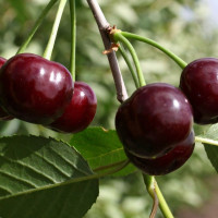 Саженцы Вишня Морозовка