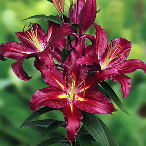  Лилия восточная Commitment (Коммитмент)