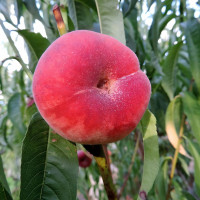 Саженцы Персик инжирный Сатурн